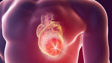 Cơ tim và tầm quan trọng đối với sức khỏe tim mạch