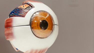 Con ngươi là gì? Vai trò của con ngươi trong thị giác