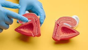 Bàng quang: Vị trí và chức năng trong cơ thể