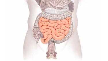 Đại tràng là gì? Vai trò, bệnh lý liên quan và hướng chăm sóc hiệu quả