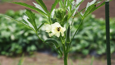 Đậu bắp có tác dụng gì? Thành phần dinh dưỡng và lợi ích cho sức khỏe