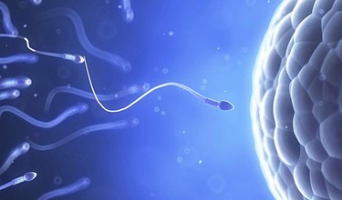Dấu hiệu rụng trứng gặp tinh trùng và sự phát triển sau khi trứng gặp tinh trùng