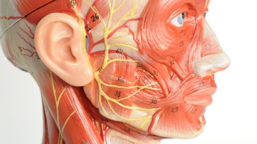 Dây thần kinh số 11: Giải phẫu, chức năng và các vấn đề thường gặp