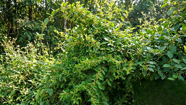 Dây thìa canh có tác dụng gì? Lợi ích và lưu ý khi sử dụng đúng cách