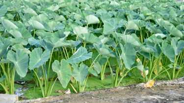 Dọc mùng là gì? Giá trị dinh dưỡng và lợi ích sức khỏe mang lại