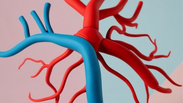 Động mạch gan là gì? Giải phẫu, chức năng và ý nghĩa lâm sàng