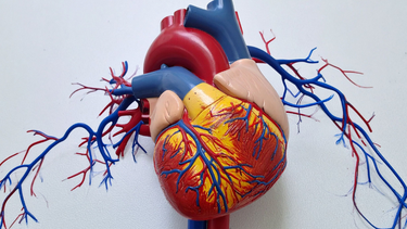 Động mạch vành: Vai trò, bệnh lý thường gặp và cách bảo vệ tim mạch hiệu quả