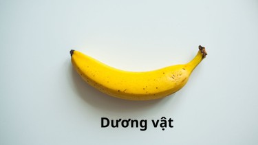 Dương vật là gì? Cấu tạo, giải phẫu, chức năng và những vấn đề liên quan