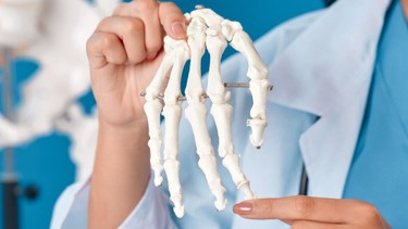 Giải phẫu bàn tay: Từ cơ xương đến mạch máu