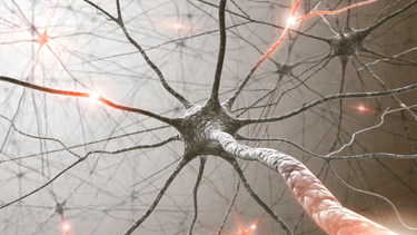 Giải phẫu dây thần kinh số 5​ và chức năng trong cơ thể