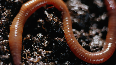 Giun đỏ có đặc điểm gì? Cách xử lý giun đỏ