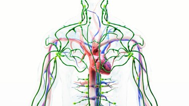 Hệ bạch huyết là gì? Cấu tạo, vai trò và tầm quan trọng với hệ miễn dịch