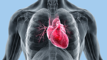 Hệ dẫn truyền tim là gì? Cấu tạo, chức năng và vai trò sống còn của nhịp tim