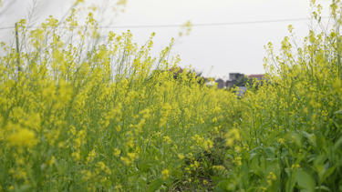 Hoa cải vàng có ăn được không? Giải đáp khoa học và cách ăn an toàn