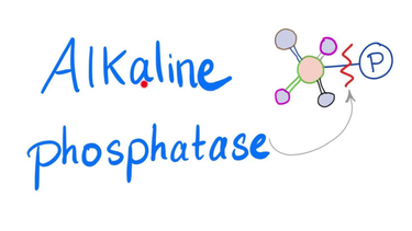 Xét nghiệm hoạt độ ALP trong máu: Khái niệm, ý nghĩa và quy trình thực hiện