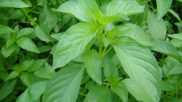 Lá é là lá gì? Công dụng, cách dùng và những điều cần biết