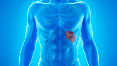 Lá lách: Vị trí, vai trò và những điều bạn cần biết