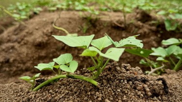 Tiểu đường ăn rau lang được không? Lợi ích và lưu ý khi sử dụng