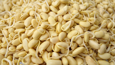 Mầm đậu nành có tác dụng gì? Thành phần dinh dưỡng và lợi ích cho sức khỏe