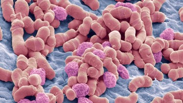 Nấm Malassezia là gì? Các vấn đề da liễu liên quan đến nấm Malassezia