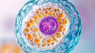 Nang trứng: Cấu tạo, quá trình phát triển và vai trò trong sinh sản nữ giới