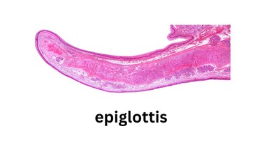 Nắp thanh quản là gì? Cấu tạo và vai trò quan trọng trong hô hấp