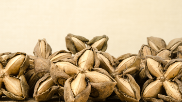 Ngộ độc hạt sachi: Nguyên nhân, dấu hiệu và cách xử trí an toàn