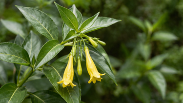 Ngộ độc lá ngón là gì? Dấu hiệu nhận biết và cách xử trí cần lưu ý