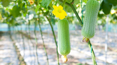 Người đau dạ dày có nên ăn mướp hương không?