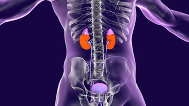 Niệu quản giãn là gì? Những điều cần biết về niệu quản giãn