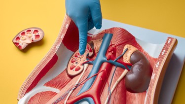 Suy thận là gì? Những vấn đề cần biết về suy thận