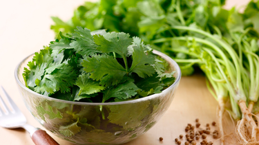 Suy thận uống nước ngò rí được không? Những lưu ý khi sử dụng