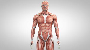 Tăng cường sinh lý nam: Cách cải thiện sức khỏe sinh lý an toàn và bền vững cho nam giới