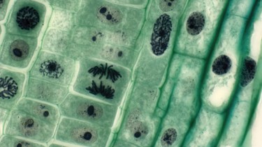 Tế bào sinh dưỡng là gì và vai trò trong khoa học sự sống?