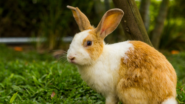 Bị thỏ cắn có thể nhiễm virus dại không? Khi nào cần đi khám?