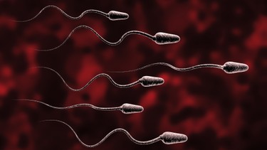 Một số loại thức ăn cải thiện tinh trùng dị dạng mà bạn có thể tham khảo