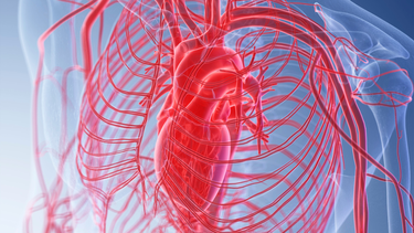 Vòng tuần hoàn của tim là gì và tầm quan trọng đối với sức khỏe?