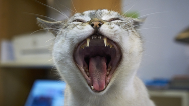 Tỉ lệ mèo bị dại là bao nhiêu và những điều cần biết?