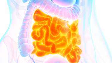 Tiêu hóa ở ruột non: Quá trình phân giải và hấp thu dưỡng chất quan trọng cho cơ thể