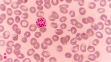 Tìm hiểu chu kỳ phát triển của ký sinh trùng sốt rét và cách ngăn chặn lây truyền