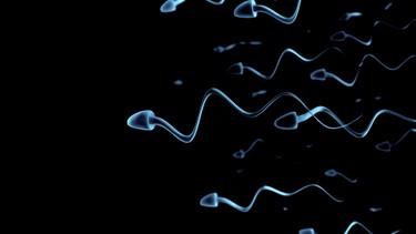 Tinh trùng dị dạng có ảnh hưởng đến thai nhi hay không?