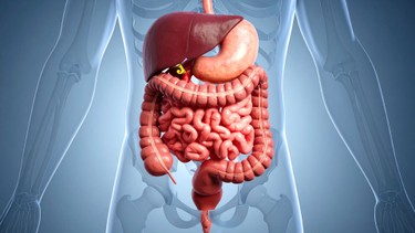 Tuyến tiêu hóa là gì? Cấu tạo và vai trò của tuyến tiêu hóa trong quá trình hấp thu dinh dưỡng