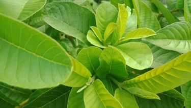 Uống nước lá ổi bao lâu thì giảm cân? Lưu ý quan trọng khi uống nước lá ổi giảm cân