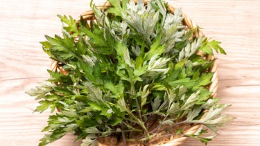 Uống nước ngải cứu tươi có tác dụng gì? Lợi ích và lưu ý an toàn