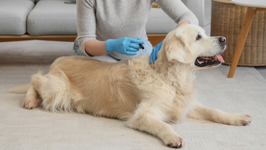 Ve chó cắn có sao không? Có nguy hiểm không?