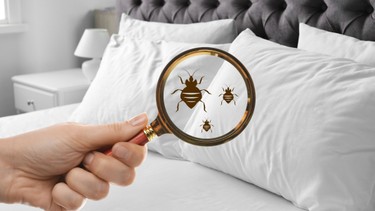 Vết cắn của rệp giường: Nhận biết, phòng tránh và xử lý hiệu quả