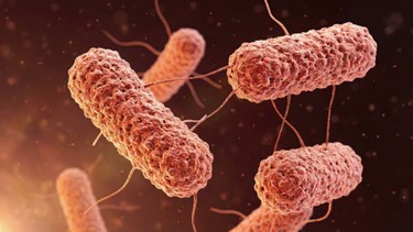 Vi khuẩn Shigella là gì? Nguyên nhân, triệu chứng và cách phòng bệnh