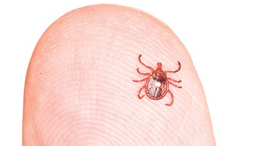 Vi khuẩn Orientia tsutsugamushi gây bệnh gì? Cách phòng ngừa hiệu quả