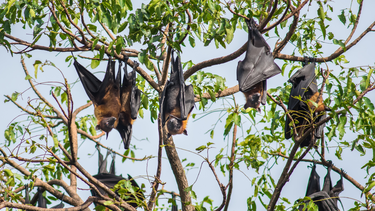 Virus Nipah: Lây qua đường nào, nhận biết triệu chứng và cách phòng tránh