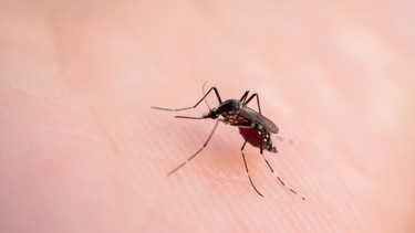 Virus Zika lây qua đường nào? Những con đường lây nhiễm cần biết